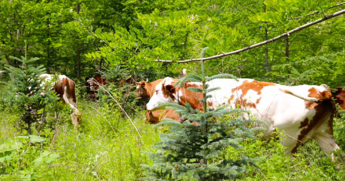 1767576019662001.png 1767576019662001.png